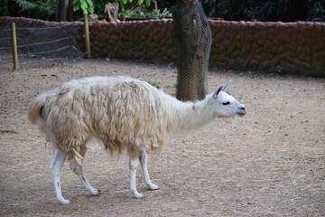 zoo © adan