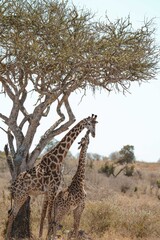 giraffe in the savannah © ALBERT