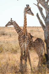 giraffe in the wild © ALBERT