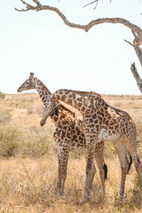 giraffe in africa © ALBERT