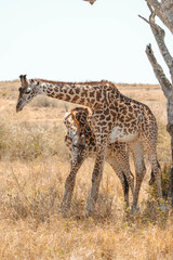 giraffe in the savannah © ALBERT