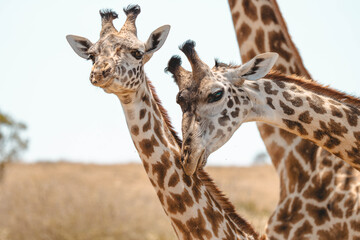 portrait of a giraffe © ALBERT