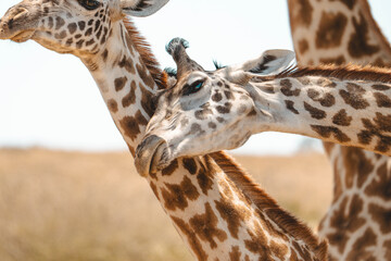 close up of giraffe © ALBERT