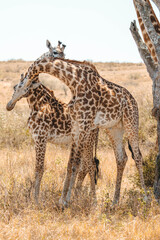 giraffe in the savannah © ALBERT