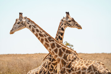 giraffe eating grass © ALBERT