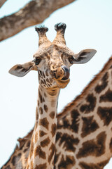portrait of a giraffe © ALBERT