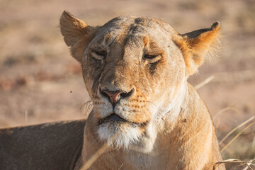portrait of a lioness © ALBERT