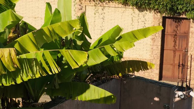 The wind rustles the large leaves of a banana tree bathed in sunlight, set against a backdrop of a brick wall covered in ivy and a wrought-iron fence; lush tropical garden vegetation is also visible