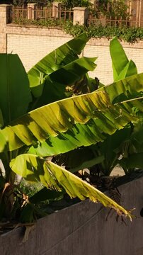 The wind rustles the large leaves of a banana tree bathed in sunlight, set against a backdrop of a brick wall covered in ivy and a wrought-iron fence; lush tropical garden vegetation is also visible