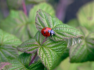 Ladybird beetle resting on a textured green leaf with blurred background © Smith_371