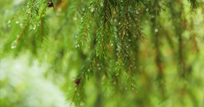 Close up shot of raindrops dripping from green pine tree needles with blurred forest path in background