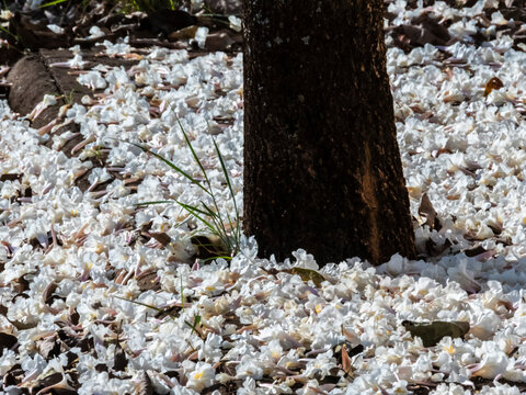 Fallen white ipe tree flowers covering the ground around trunk. Beautiful natural background showing a carpet of fallen white trumpet flowers from a Tabebuia roseo-alba tree .