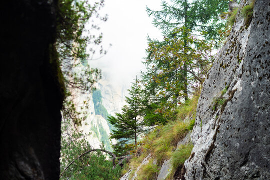 Evergreen trees grow along a steep rocky mountain ledge in Lauterbrunnen, Switzerland. The rugged alpine scenery overlooks a misty valley framed by sheer rock faces.