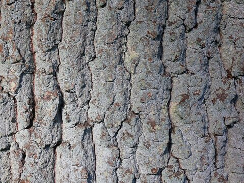 Deeply furrowed bark of a mature deciduous tree. Bark texture of an oak. Bark background.