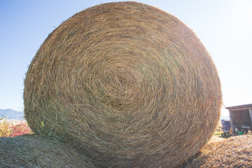 bale of hay © Erik