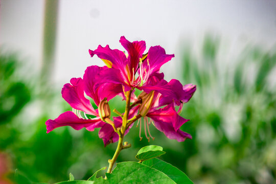 Bauhinia variegate Kachnar flower Debkanchan ful Orchid tree Kanchan tree Mountain ebony KaanchanaBauhinia Swet-kanchan (4)