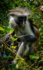 white and black monkey © kaukas