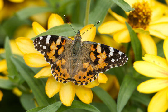Painted Lady (Vanessa Cardui) Butterfly perched on a yellow flower in Zurich, Switzerland