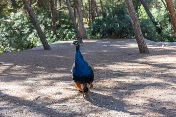 Regal male peacock posing directly toward camera in sunlit forest glade path © Roman Bjuty