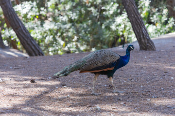 Full body side profile view of male peacock walking across sunny forest glade © Roman Bjuty