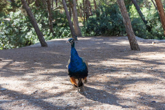 Regal male peacock posing directly toward camera in sunlit forest glade path