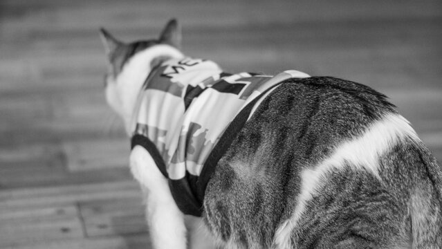 Gato camiseta