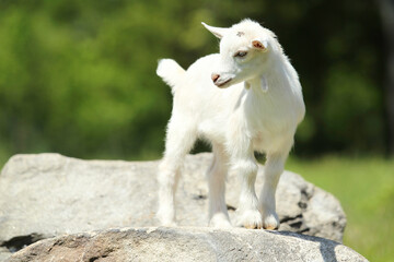 Fototapeta premium Cute White Baby Goat Standing on a Rock in a Sunny Meadow