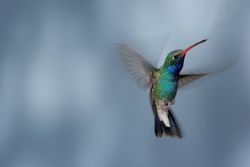 Fototapeta premium Broad-billed hummingbird in flight with motion