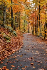 Fototapeta premium Autumn Forest Walkway Covered with Fallen Leaves in a Vertical Composition