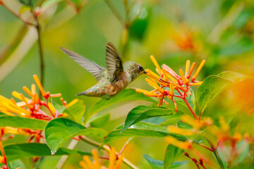 Fototapeta premium Rufus Hummingbird- female