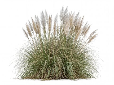Wild clump of native pampas grass with silvery feathery plumes, Cortaderia selloana plant isolated on white background