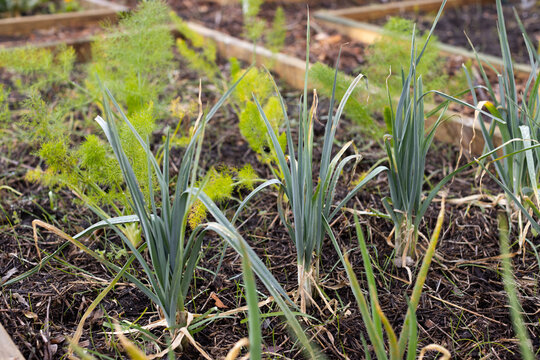 Bulb leaves are emerging from dark mulched soil in raised wooden bed, with feathery foliage behind