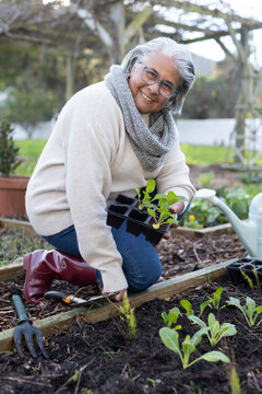 African American senior woman kneeling in raised garden bed holding seedling tray wearing red boots