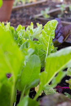 Cluster of bright green leafy plants growing in raised garden bed with water droplets