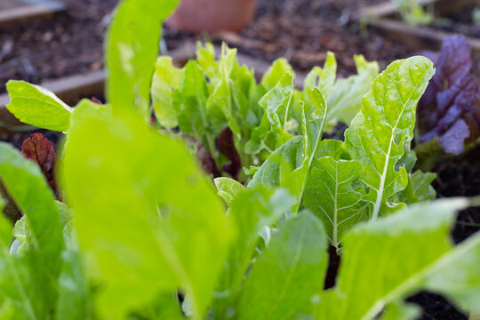 Leafy green vegetables are growing in raised wooden planter, showing insect holes and moist soil