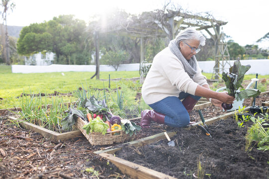 Senior African American woman kneeling planting in raised bed beside basket in boots, copy space
