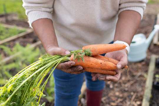 African American mature woman standing in raised-bed garden holding fresh carrots, in red boots