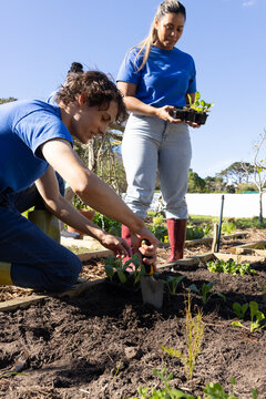 Garden partners kneeling and planting seedlings with trowel in garden, female holding tray