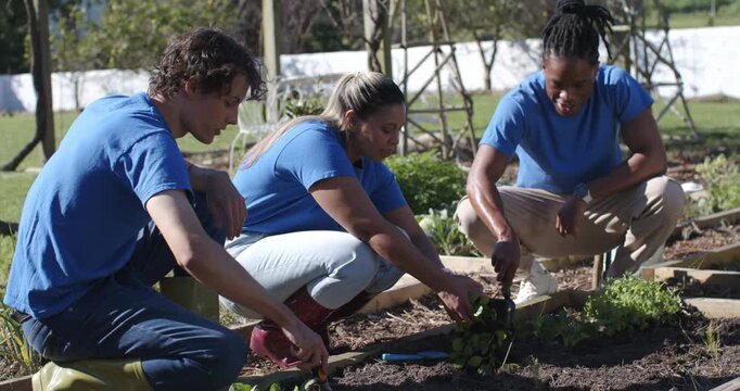 Diverse gardeners planting in raised bed for new row after right gardener digging with hand fork