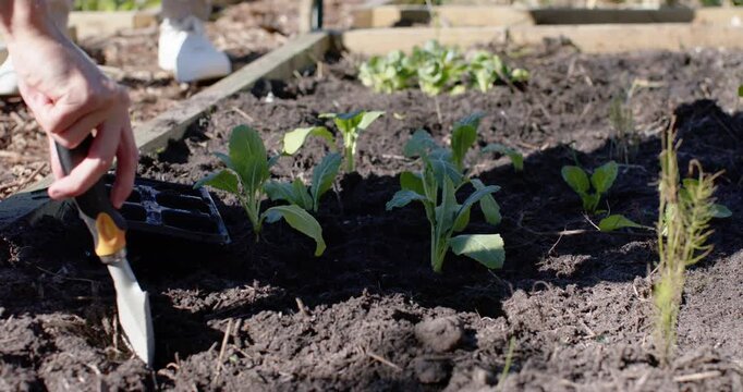 Male gardener using orange trowel, removing seedlings from tray and planting in raised bed to grow