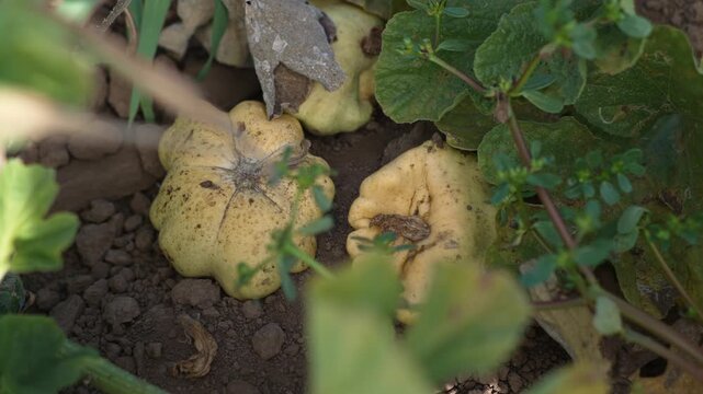 Ripe yellow pattypan squash fruits lie on dry soil among vegetable leaves, close up of several mature fruits with spotted skin surrounded by aging foliage in a vegetable garden