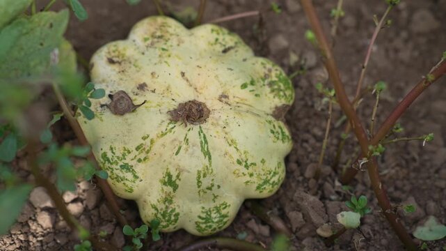 Mature pale yellow pattypan squash with green spots rests on dry garden soil, close up of a ribbed vegetable with mottled skin surrounded by small weeds and plants in a cultivated field