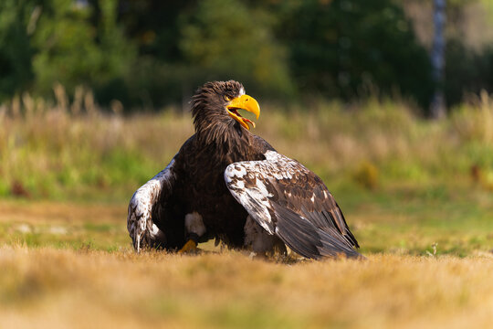 Steller's sea eagle (Haliaeetus pelagicus) crouching on open ground with beak wide open, showing massive yellow bill, dark plumage and white wing patches in a natural outdoor setting.