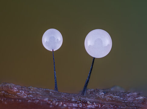 Slime mold - Comatricha nigra. It's a small protist organism