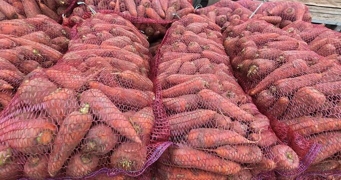 Harvested carrots. Carrot crop intended for sale.