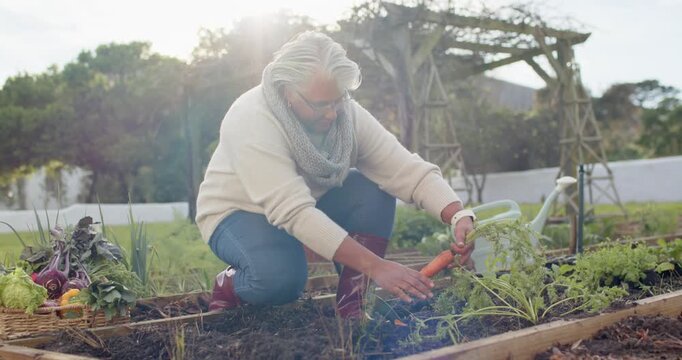 Sun flaring behind, Senior African woman kneeling in raised bed pulling carrot, harvesting produce