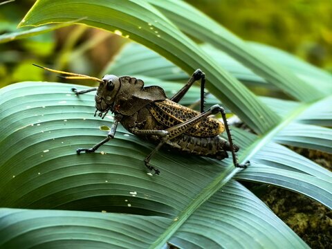 saltamontes