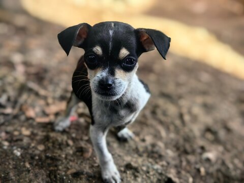 cachorro