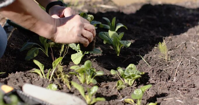Mature man planting seedlings in raised bed, hands entering frame near trowel ensuring firm soil