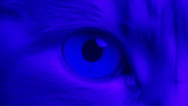 Extreme macro photorealistic footage of a cat with rich muted plum-purple fur and deep navy-blue eye
